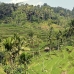 rice_ubud_v_0052_bal0867.jpg
